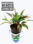 Cryptocoryne Wendtii Affinis Red